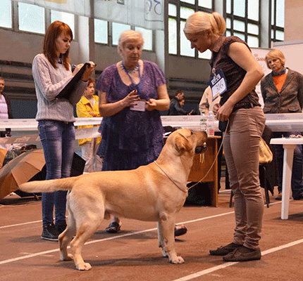 31-01.05.2014 2хCACIB Lvov