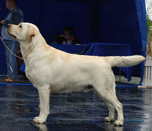 03-04.05.2014 Sevastopol CAC/CACIB