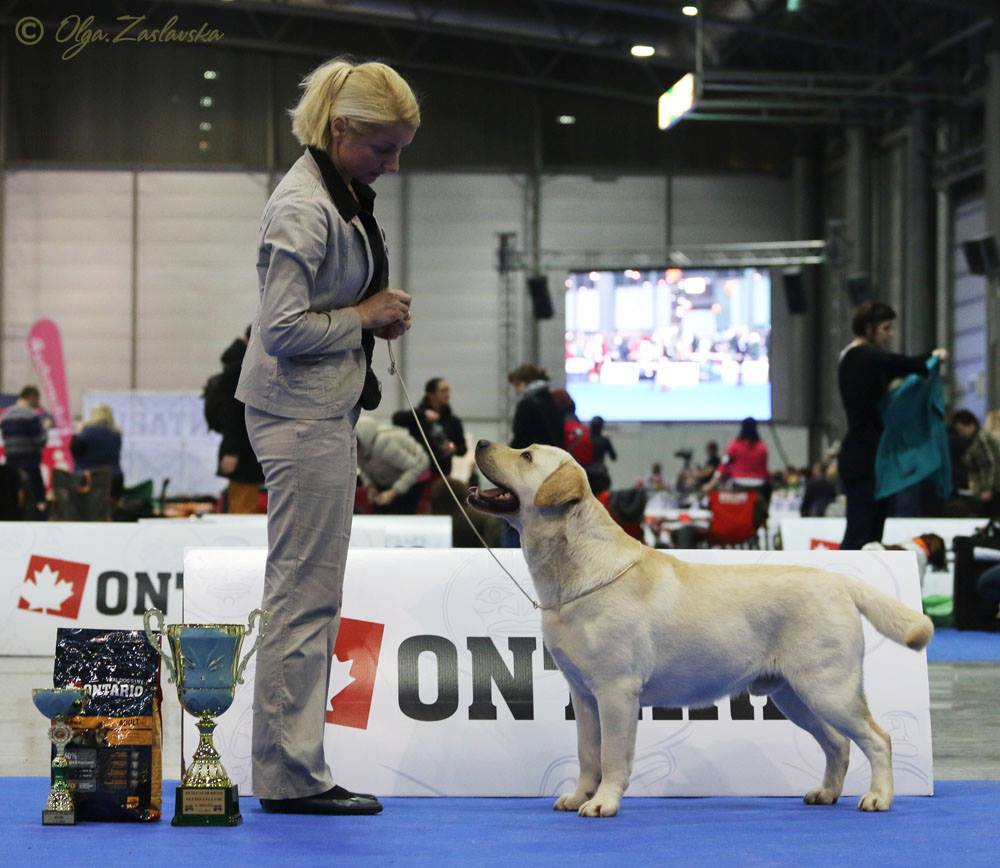 07.02.2015 CACIB, Brno, CRAFT Qualification