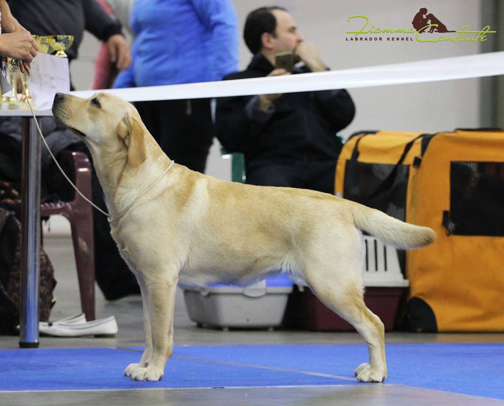 2хCACIB_Kyiv, Ukraine, 3-4 Dec’2016